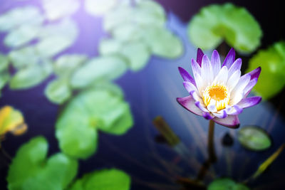 Close-up of purple flowering plant