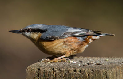 Close-up of bird perching on wood