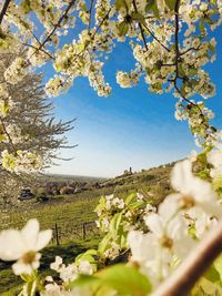 White flowering plant against clear sky