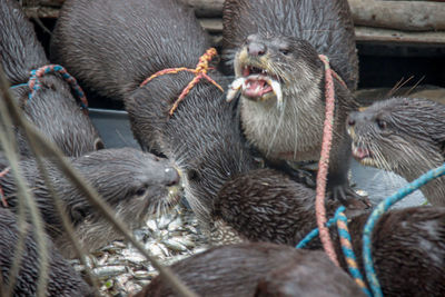 Otter fishing