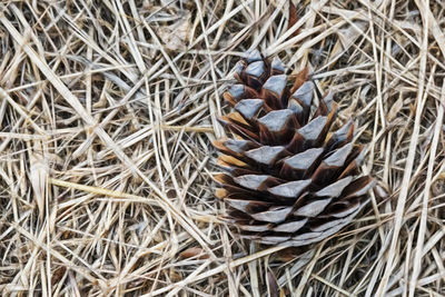 High angle view of pine cone on field