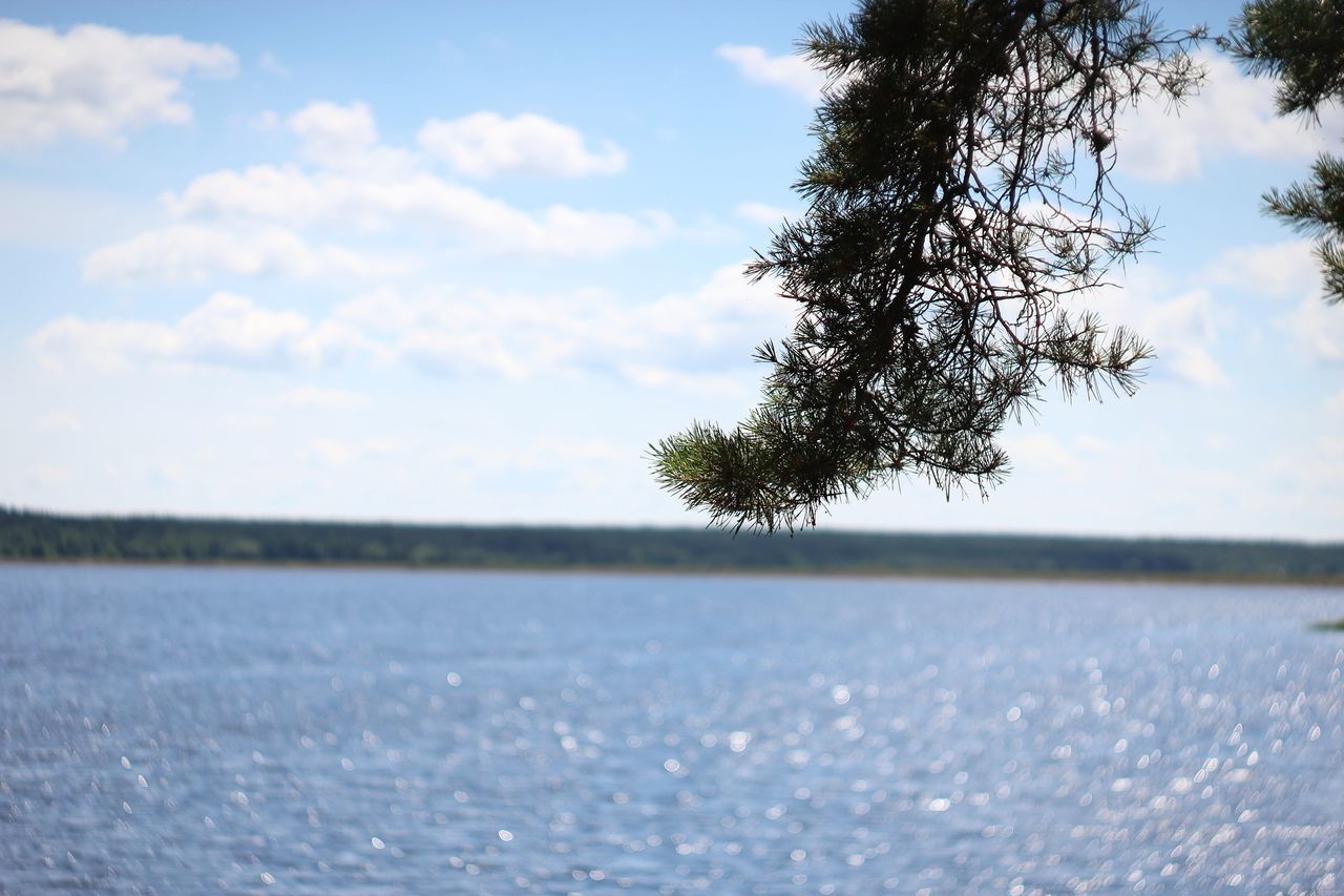 TREE AGAINST SEA