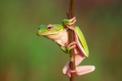 Close-up of a frog on plant