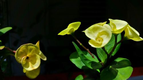 Close-up of yellow flowers blooming outdoors