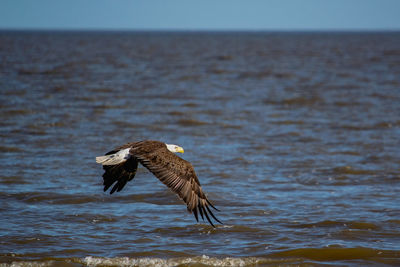 Balso eagle flying over sea