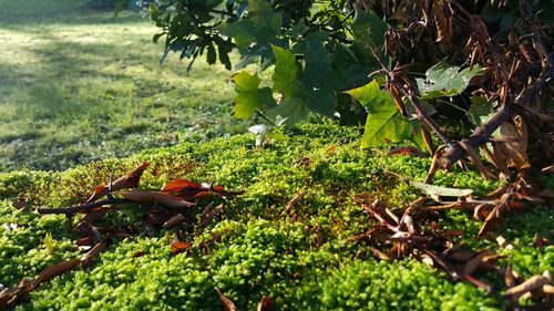 Plants growing on field