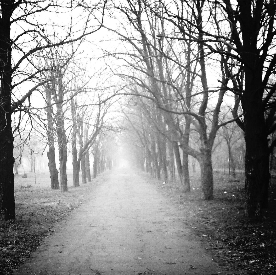 tree, bare tree, the way forward, diminishing perspective, treelined, tree trunk, branch, vanishing point, tranquility, nature, tranquil scene, transportation, road, forest, footpath, dirt road, beauty in nature, empty road, long, day