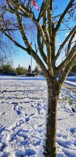 Frozen tree against sky during winter