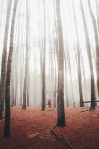 Trees in forest during winter