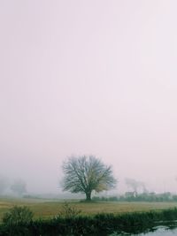 Trees on field against sky during foggy weather