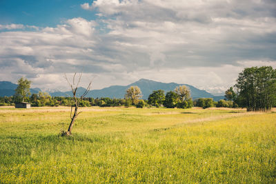 Scenic view of field against sky