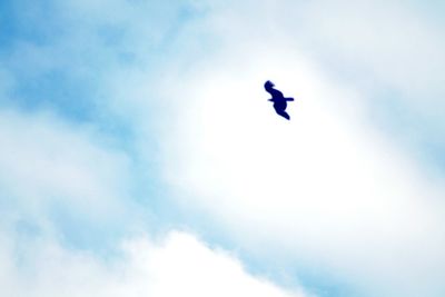 Low angle view of airplane flying in sky