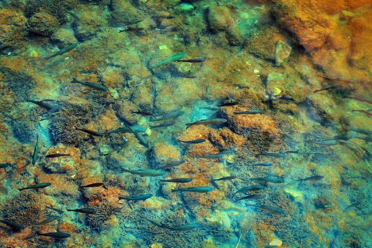 FULL FRAME SHOT OF FISH SWIMMING UNDERWATER