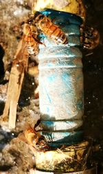 Close-up of insect