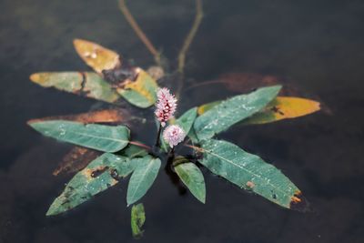 Close-up of green leaves on plant