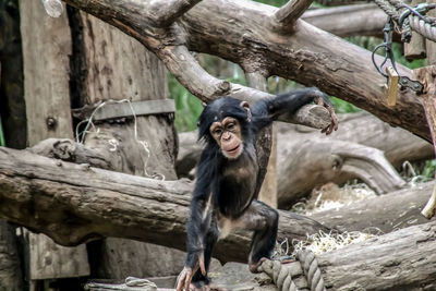 Monkey sitting on tree branch in zoo