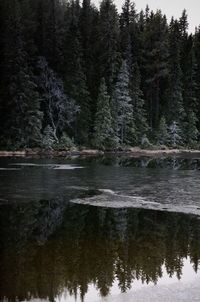 Scenic view of lake in forest