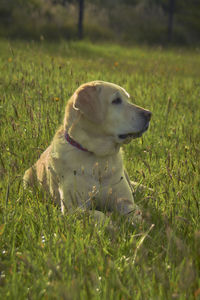 Dog looking away on field