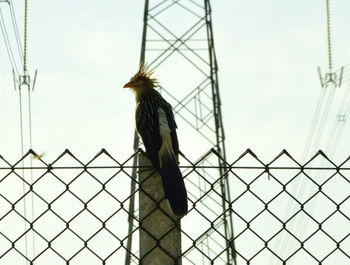 Low angle view of bird perching on fence against sky