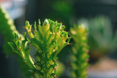 Close-up of plant