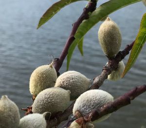 Close-up of fruits on plant