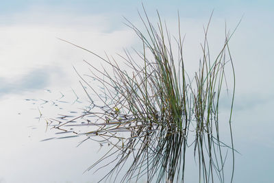 Close-up of grass by lake against sky