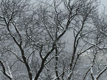 Low angle view of bare trees against sky