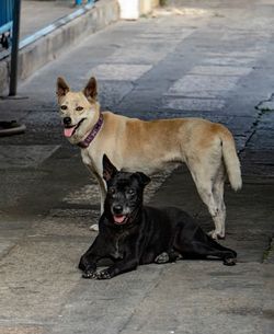 Portrait of a dog on sidewalk