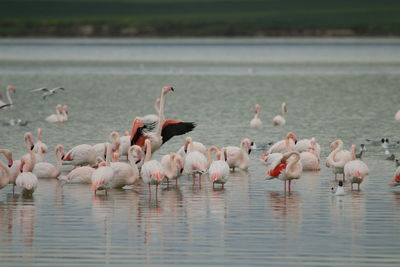 Flamingo birds in salt lake