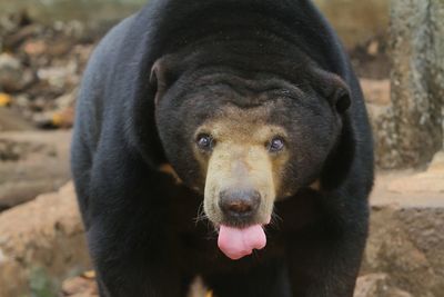 Close-up portrait of sun bear