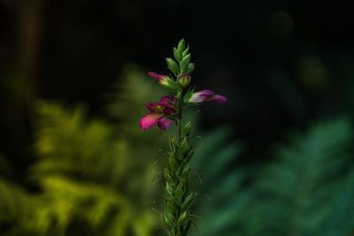 Close-up of pink flowers blooming outdoors