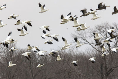 Flock of birds in the sea