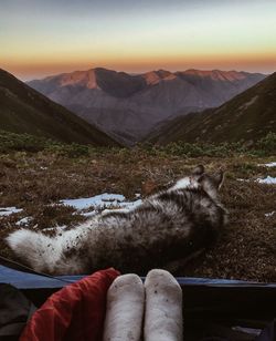 Low section of person in tent by dog during sunset