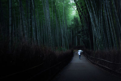 A person walking through the bamboo thicket with an umbrella.