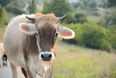 Cow walking on a street