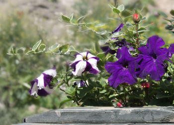 Close-up of purple flowers blooming outdoors