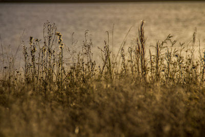 Close-up of grass