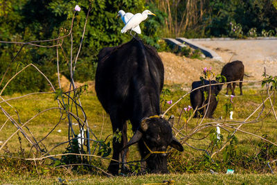 Sheep grazing on grass