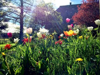 Close-up of flowers blooming in park