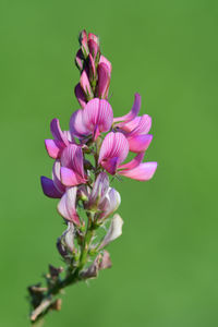 Close up of common sainfoin in bloom