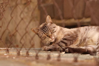 Portrait of cat resting outdoors