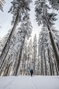 Man with backpack trekking in forest covered in snow