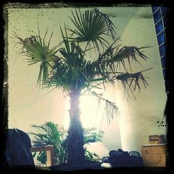 palm tree