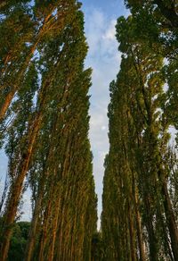 Low angle view of trees against sky
