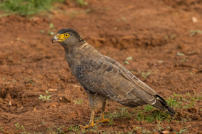 Close-up of bird perching on a field