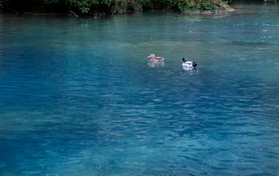 High angle view of ducks swimming in lake