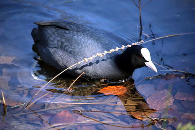 High angle view of duck swimming in lake