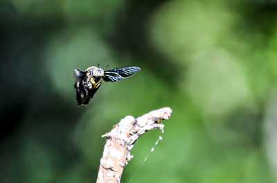 Close-up of butterfly pollinating flower