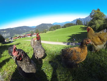 Scenic view of grassy field against sky