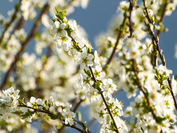 Low angle view of apple blossoms in spring